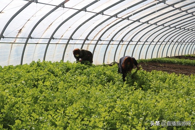 众志成城抗击疫情齐心协力保春耕,抗击疫情不误农时春耕备耕