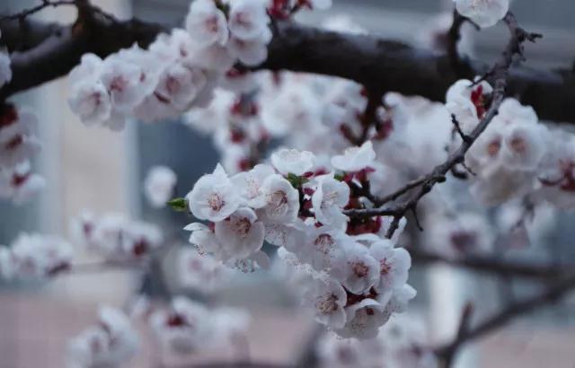 石家庄铁道大学曾经有多辉煌,1979年的石家庄铁道大学