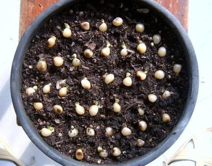 君子兰的种子育苗多长时间能出苗,君子兰用不发酵松针育苗可以吗