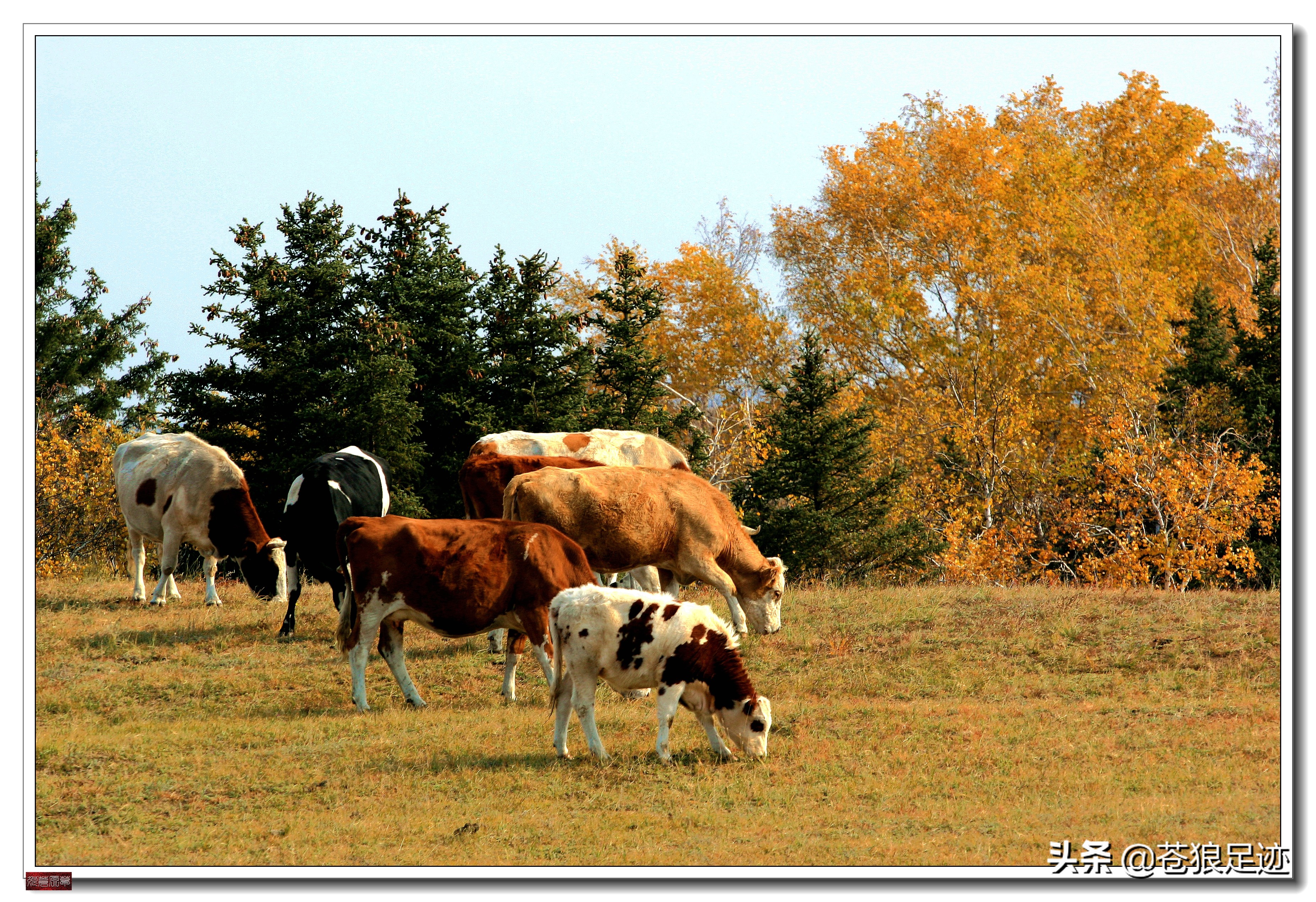 野阔牛羊同雁鹜——雄浑壮阔的贡格尔草原