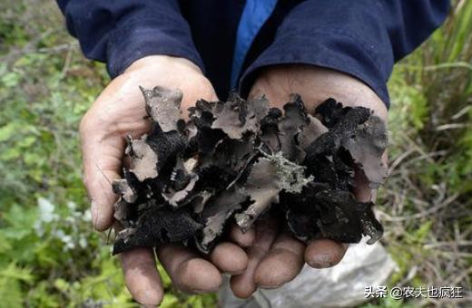 为什么有人用石耳冒充木耳,新鲜野生石耳