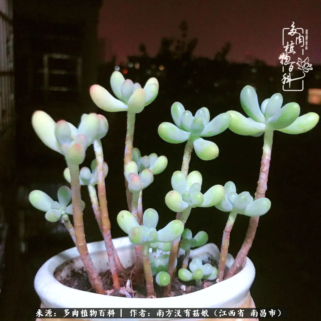 既见云胡不喜,既见君子云胡不喜毛笔楷书