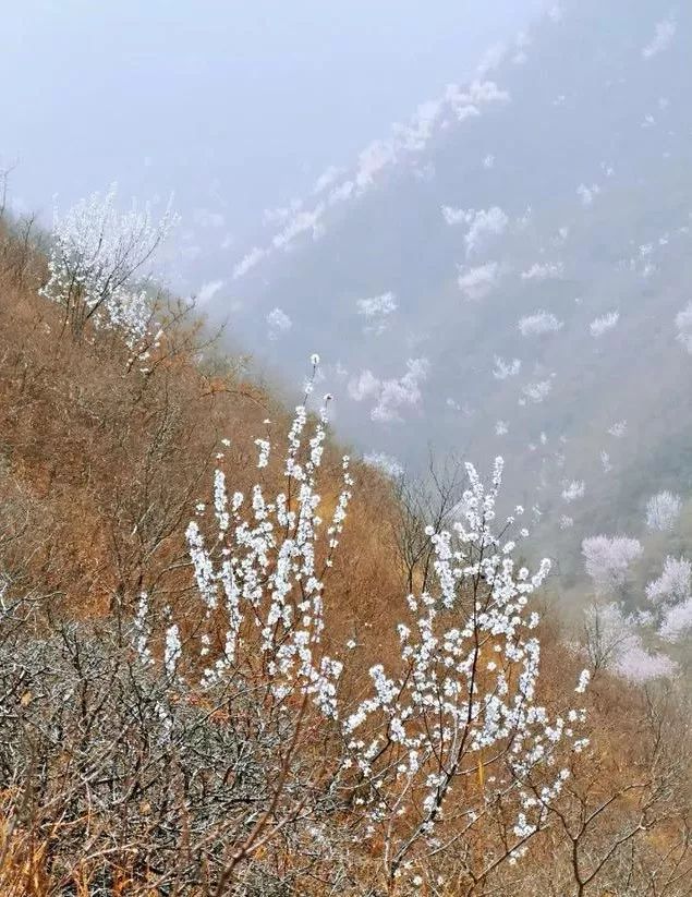 到了京郊这些花开四溢的“仙境”，您简直可以把日子过成诗！