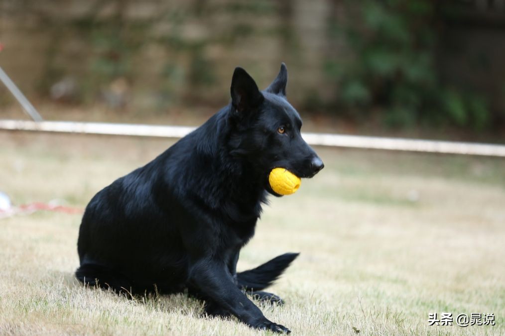 养条狗就不会孤单了,养条狗德牧