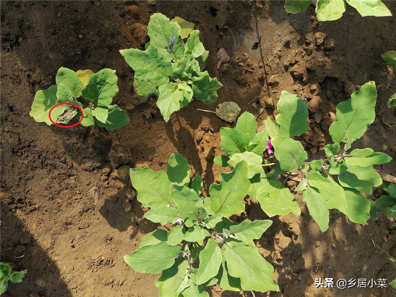 茄子叶片有小虫,茄子卷叶的原因有什么解决方法