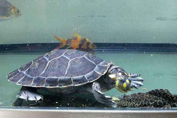 水族箱养鱼龟混养造景,热带鱼混养龟最佳搭配