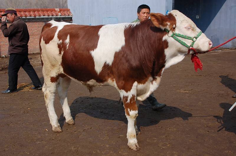 母牛流产后注意什么,母牛出现流产现象该用什么药