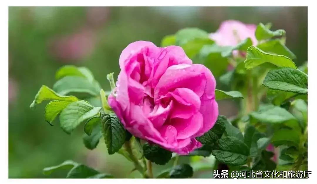 爱家乡爱保定,爱家乡游邯郸