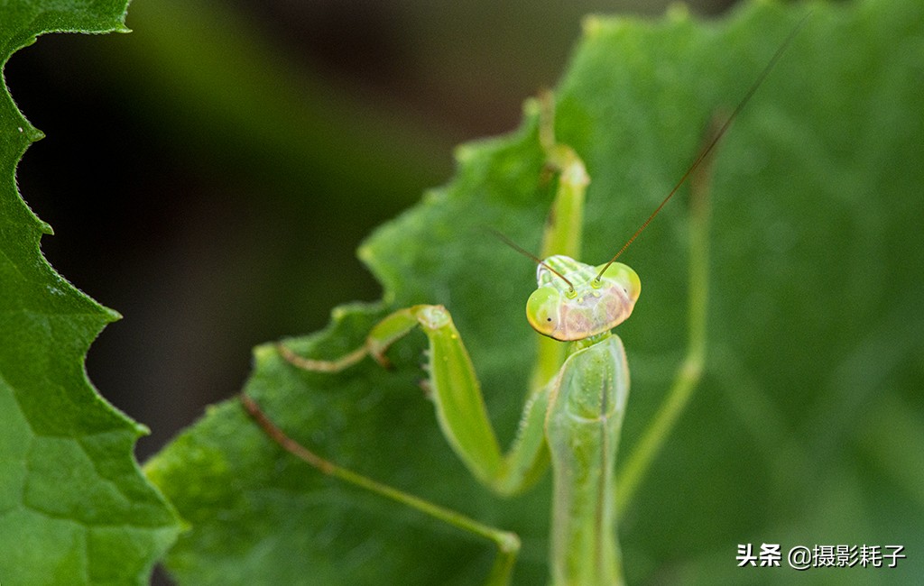 引以为傲的螳螂,勇敢的螳螂
