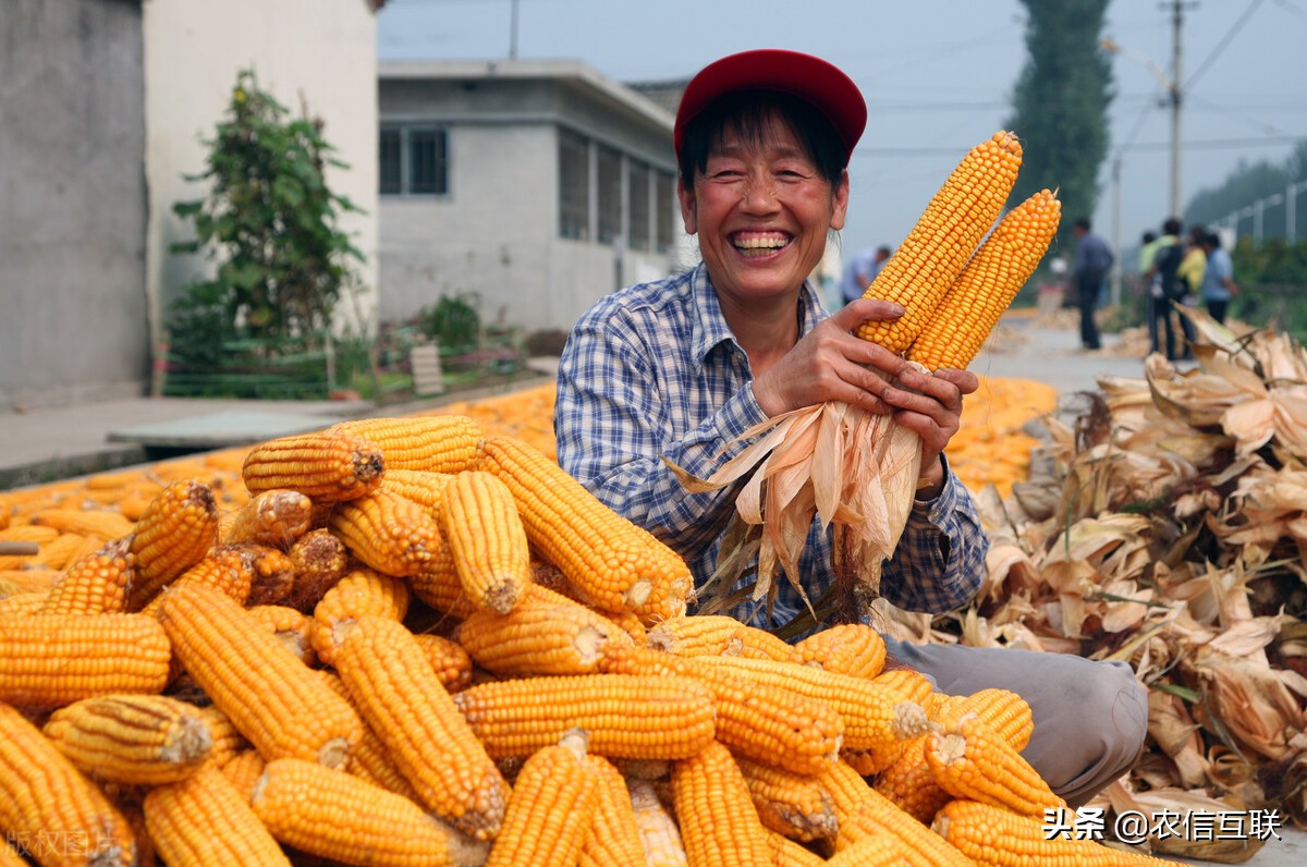 华北、东北玉米价差达500元，华北要与东北争粮，靠谱吗？