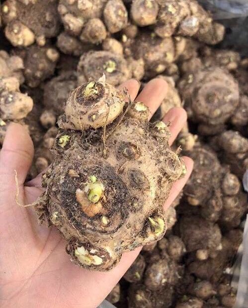 家庭阳台栽培最好的花卉,适合阳台种植的不死苗盆栽