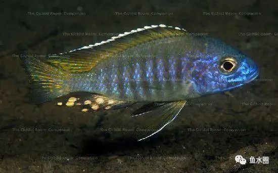 三湖慈鲷马鲷孔雀珍珠系能长多大,三湖慈鲷之孔雀
