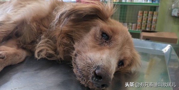 舌头溃烂竟被喂骨肉「有主老癌犬」雨中翻垃圾找食物