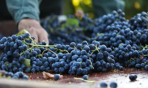 【佰酿学堂】你心目中的梅洛葡萄（Merlot）是怎样的？