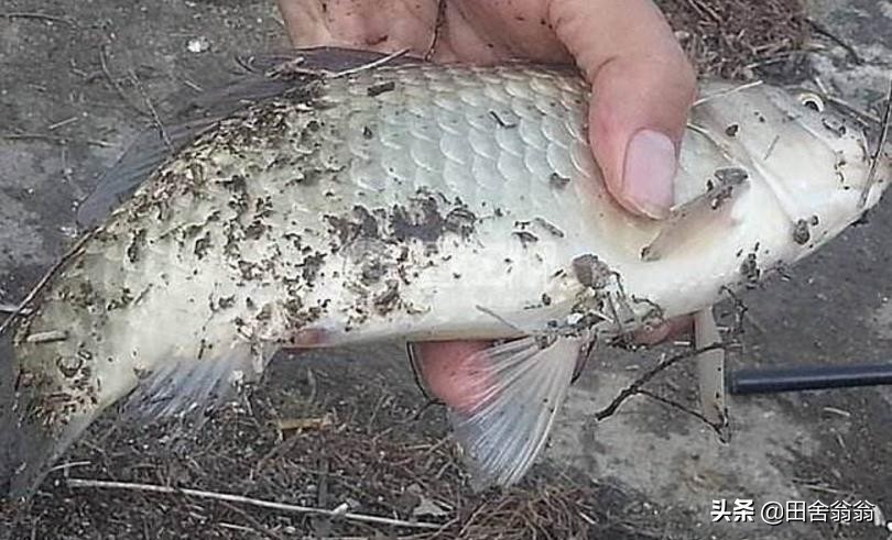 冬季海竿串钩钓鲫鱼用什么钩好,冬季海竿串钩钓鲫鱼不上鱼的原因