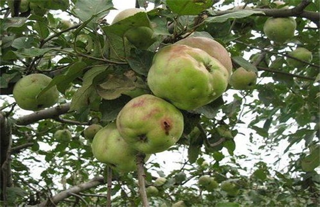 梨小食心虫最新防治,新型防治梨小食心虫特效药