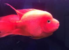 鹦鹉鱼变白怎么办教你饲养小技巧,鹦鹉鱼变白怎么回事怎么解决