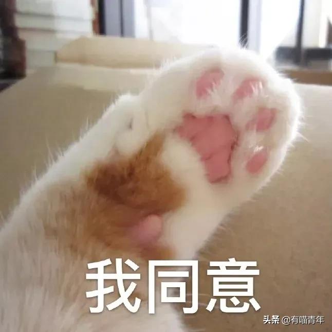 养猫应该如何起名,猫的名字越贱越好养活