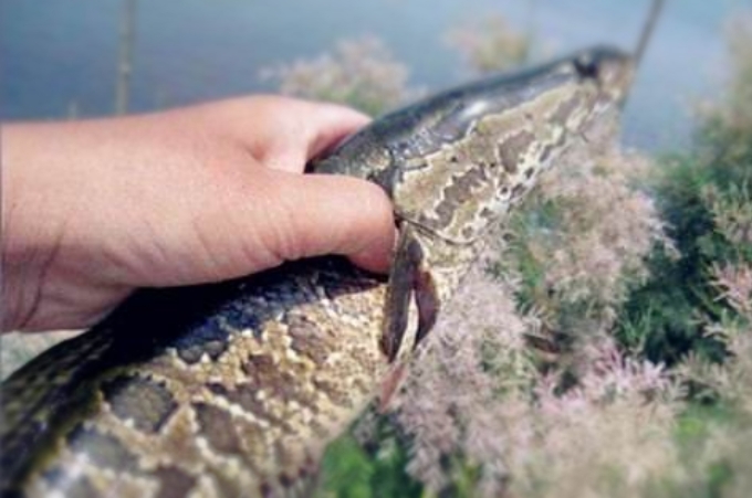 黑鱼钓法技巧全攻略,黑鱼到底该怎么钓