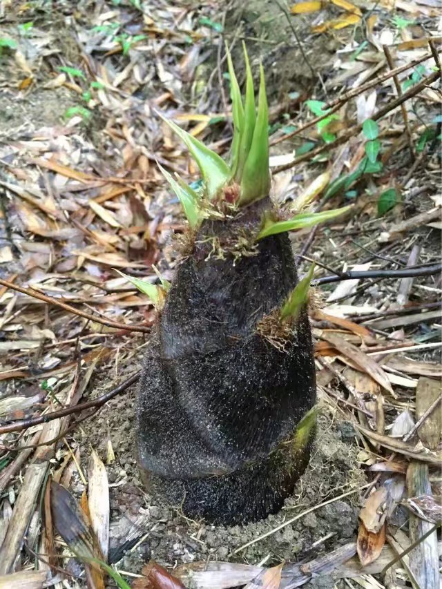 浙江安吉竹海四天旅游攻略,安吉大竹海旅游攻略路线
