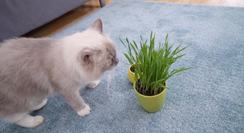 618养猫好物,养猫好物大全集