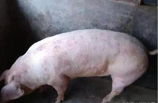 猪感染湿疹怎么治疗,猪感染疥螨怎么治疗