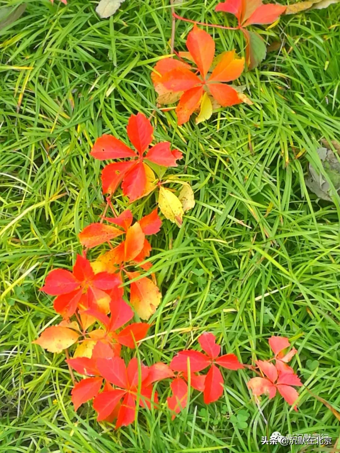 北京之秋的感受,最美的北京之秋