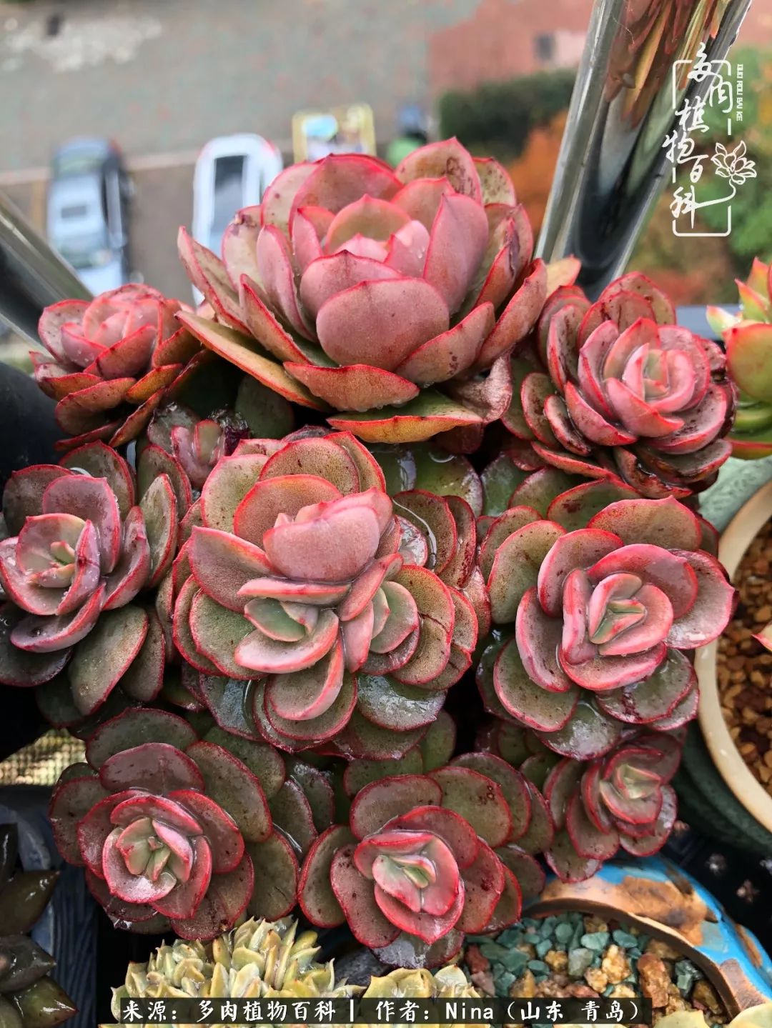 面对残酷的现实，是多肉治愈了我迷茫的未来