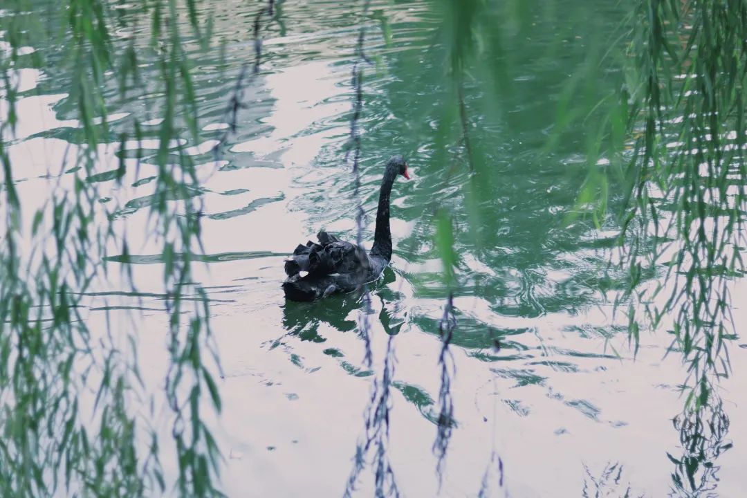 高考中南大学,高考结束来看看学生们的分数