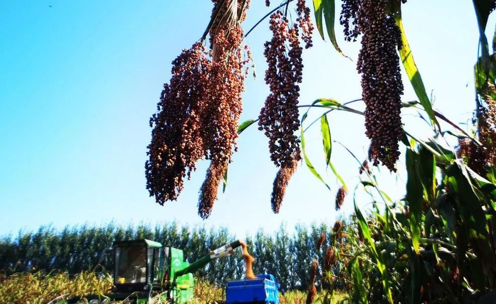 案例|农村三产融合新样板:梨园公社(堪称经典)