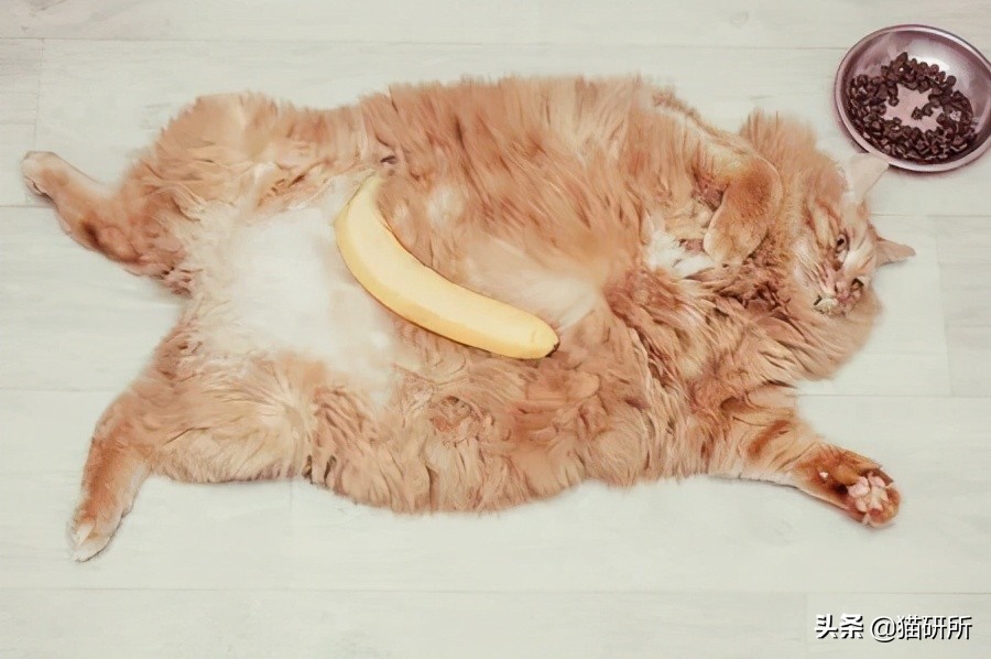 猫为啥爱吃植物,猫爱吃鸡肉还是虾肉