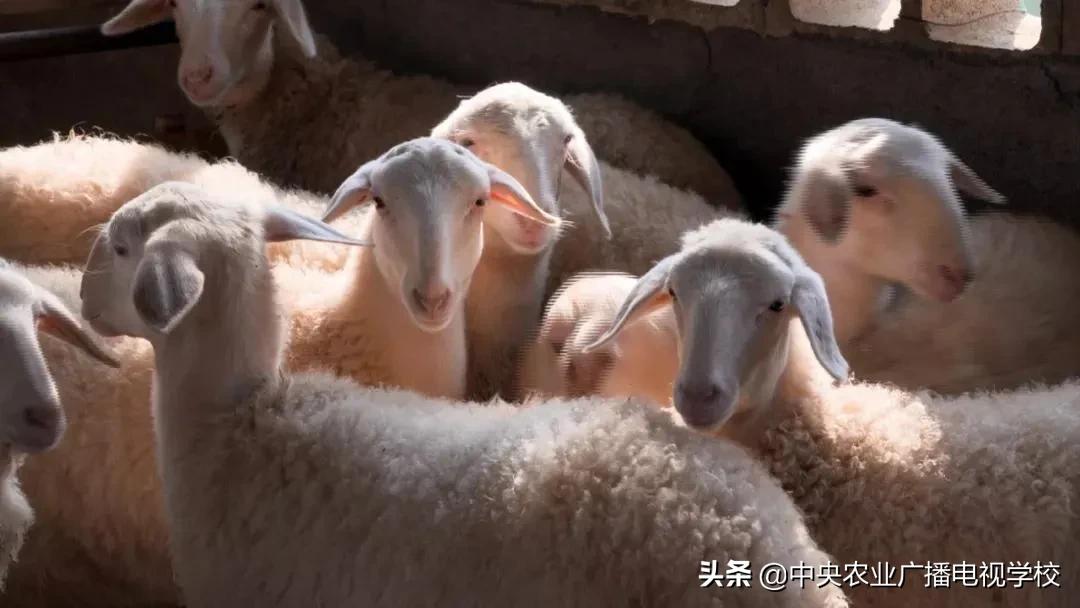 【田间示范秀】连年亏损的羊场，如何在短时间内完成逆袭？