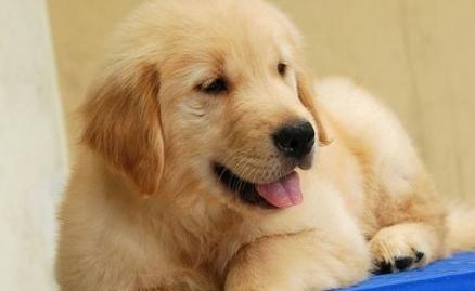 金毛把主人的零食吃了,金毛把糖果和包装吃了