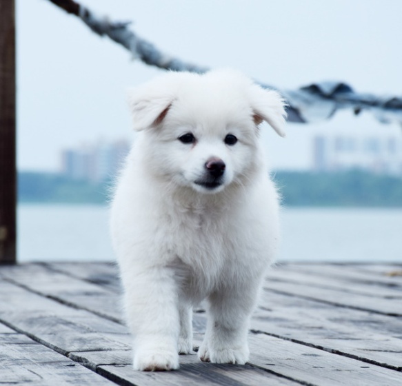 幼犬得了犬瘟能医得活吗,幼犬得了犬瘟还有治疗的必要吗