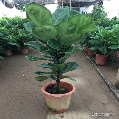 适合客厅养的容易养的绿植,适合客厅养的四季绿植好养