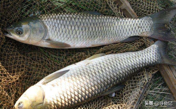春季草鱼习性和钓法,养殖塘草鱼5斤左右需要什么线组