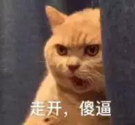 福懋动物医院猫科,福懋宠物诊疗中心