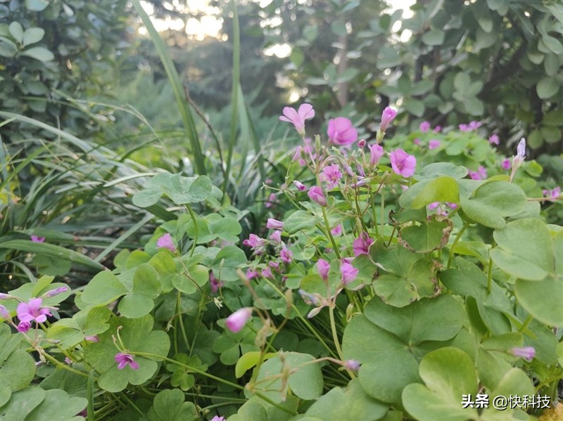 一加9rt是高端直屏手机吗,一加9高端机安卓机皇