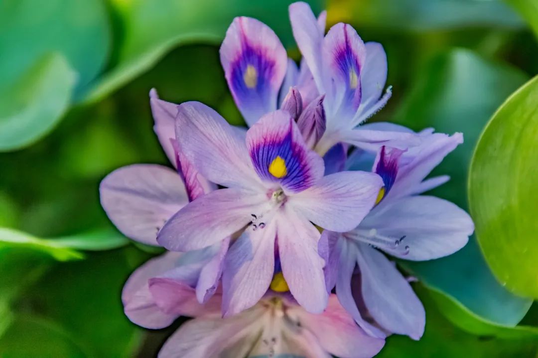 兰芝水乳套装保湿学生清爽,韩国兰芝紧致水乳小样