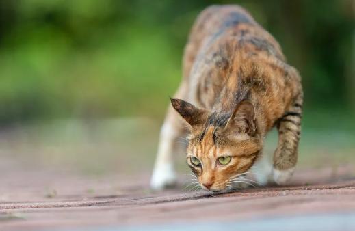 雄黄粉能驱蛇吗对人畜有无危害,蛇为什么害怕雄黄粉