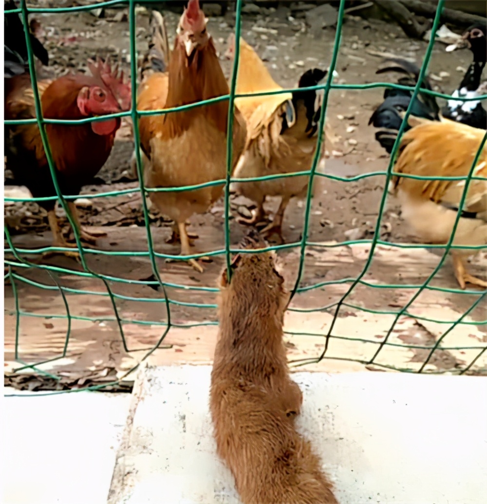 为什么老祖宗说黄鼠狼不能杀,老祖宗说黄鼠狼为什么不能杀