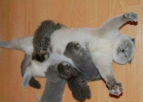 当今养娃最费钱的几大事,养娃太难了怎么才能赚更多钱