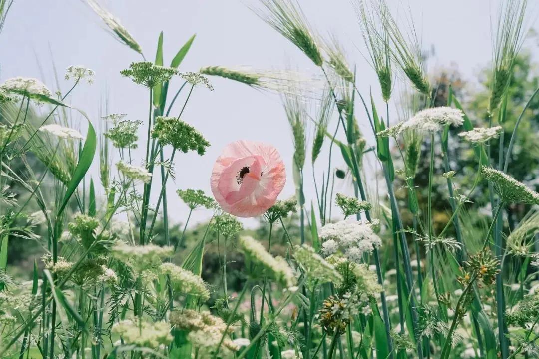 最会说情话的人全集,最会说情话的人