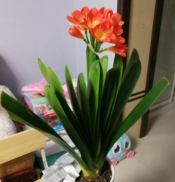 君子兰总是不开花用了这几招,君子兰不开花正确方法