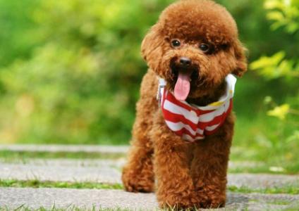 这5个行为，会让泰迪很难过，也会给泰迪的生活带来不便