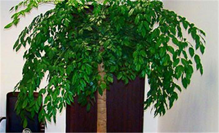 幸福树养老桩全记录,幸福树闷根枯叶挽救方法