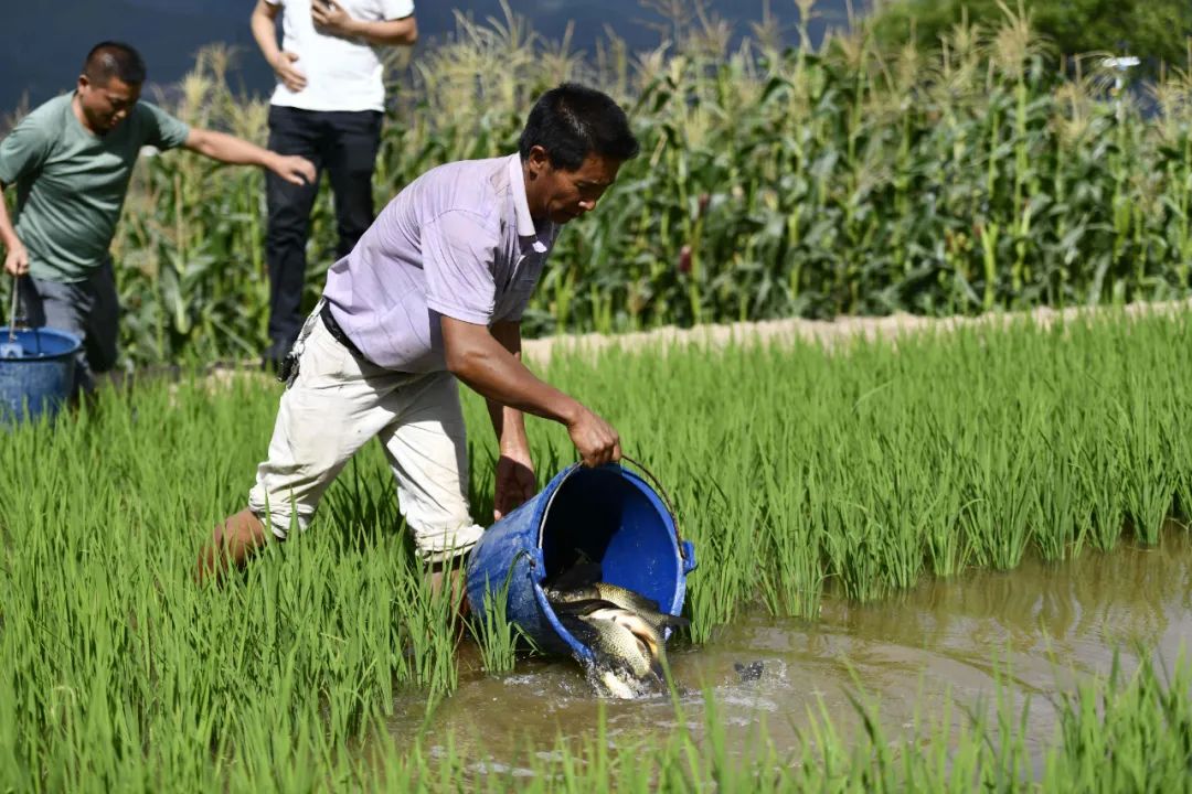 鱼稻共生养殖技术全部,稻鱼养殖的问题有哪些