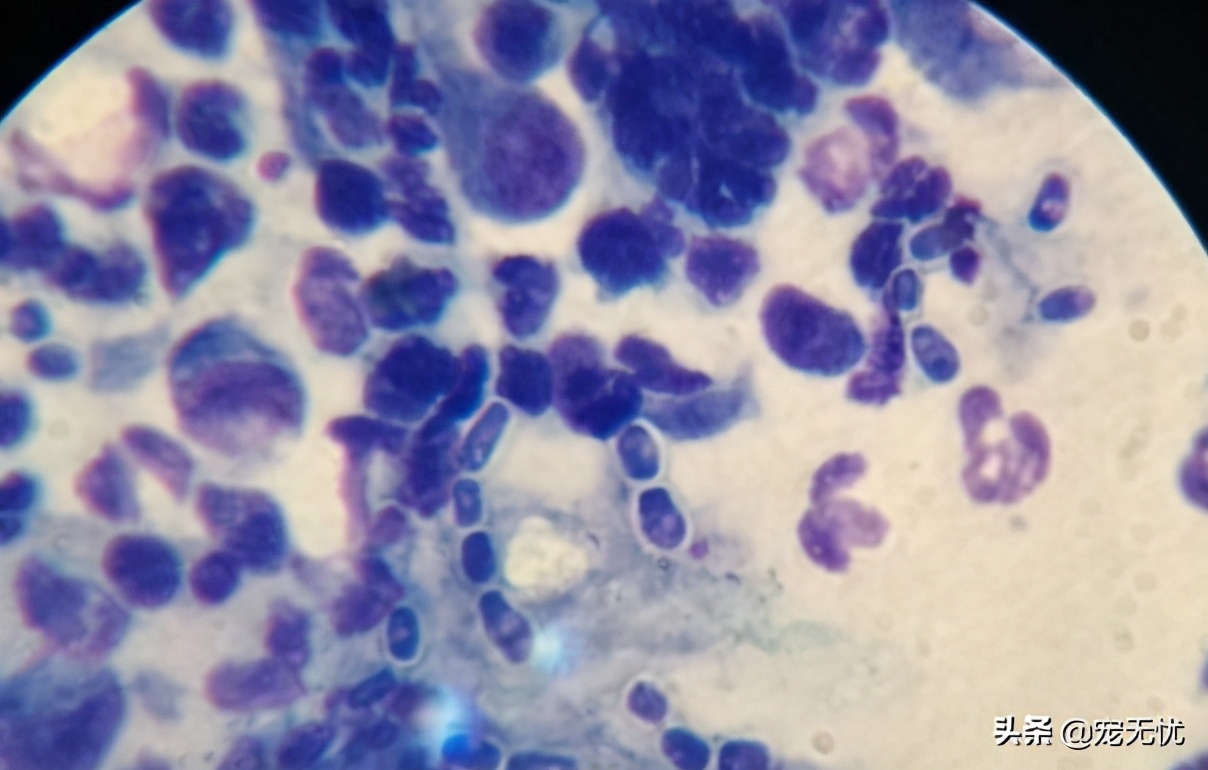 猫咪感染猫癣？不要急，这篇文章全部给你解决