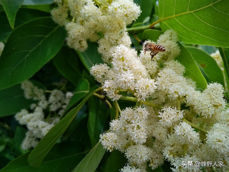 天然蜂蜜的成分是什么糖,纯天然的蜂蜜营养价值