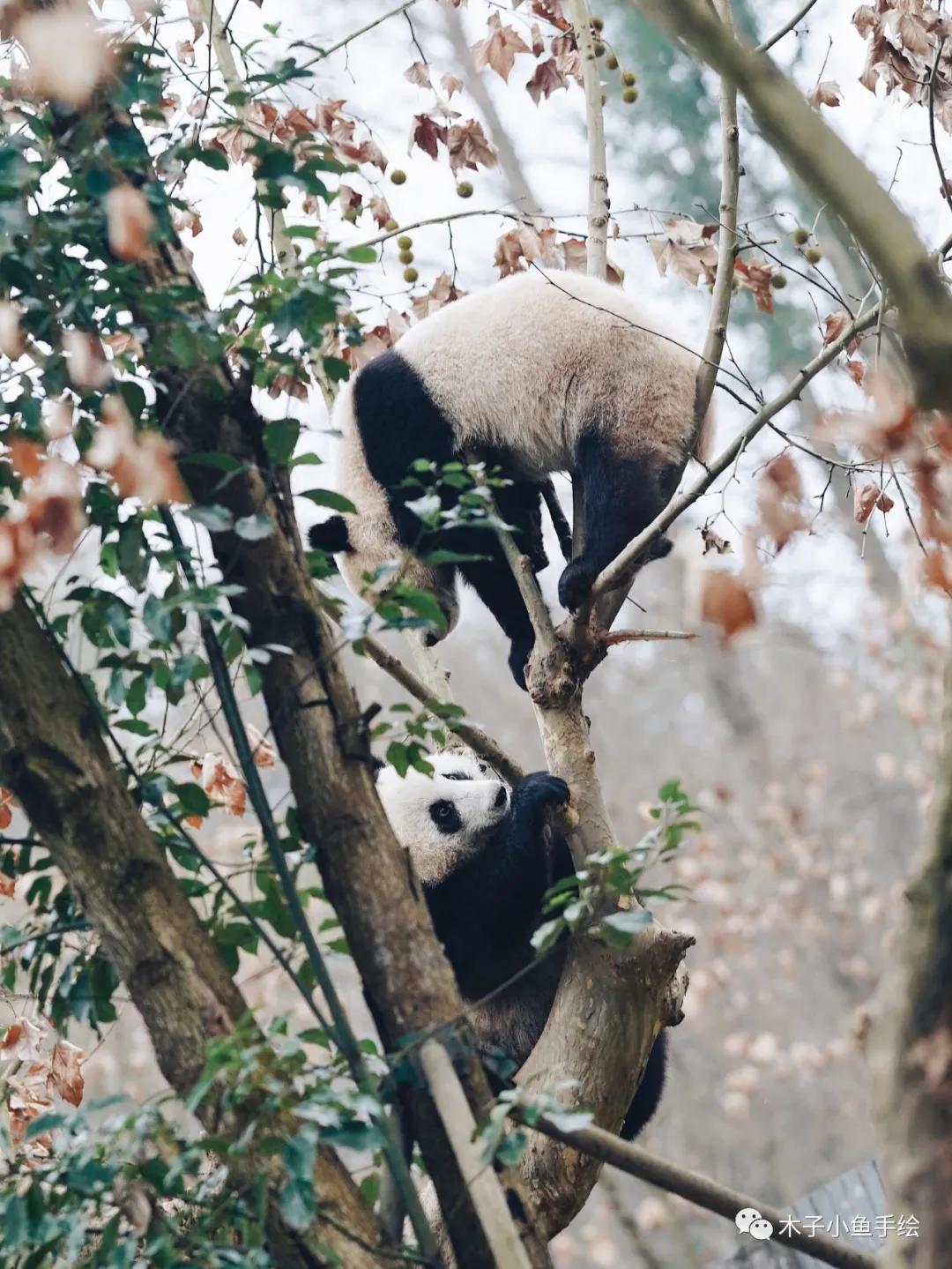 2021九寨沟官方视频,九寨沟跨年夜